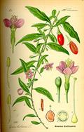 Chinese wolfberry